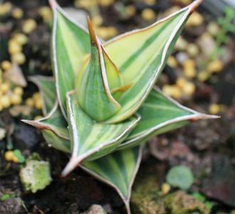 rose succulents Echeveria Brown Rose