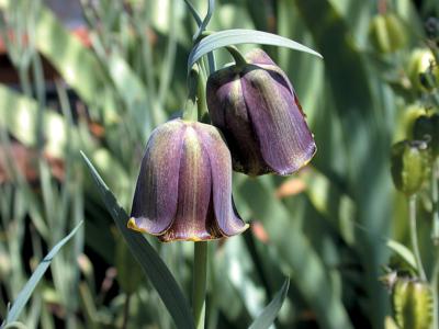 Pyrenean fritillary