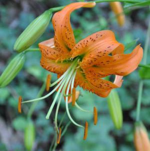 Henry's lily