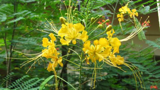 Pride of barbados