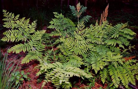 Cinnamon fern