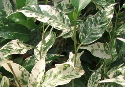 allspice plant Carolina Allspice Buy 1 Get 1 Free, Hardy In Your Zone, Fast Ship, 3-4 Feet / Buy 1 Get 1 Free