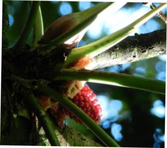 Split-leaf philodendron - Plantsnap - Identify Plants, Trees, Mushrooms  With An App