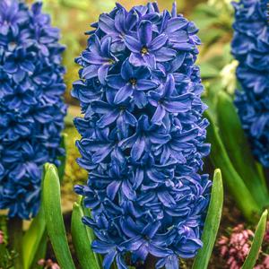 Common hyacinth