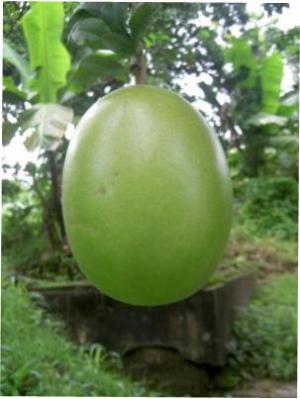 Calabash tree