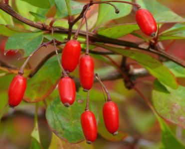 Barberry
