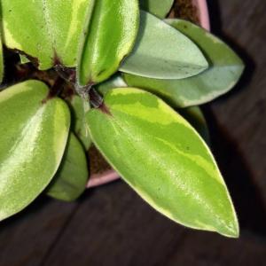 How to care for Teardrop peperomia - Complete Plant Care Guide | PlantSnap  - Plantsnap - Identify Plants, Trees, Mushrooms With An App