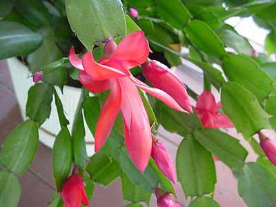Christmas cactus
