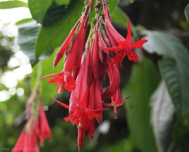 Firecracker fuchsia