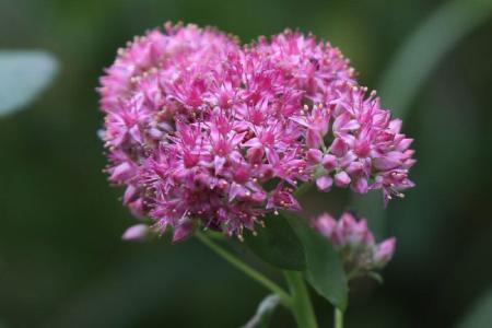 Showy stonecrop