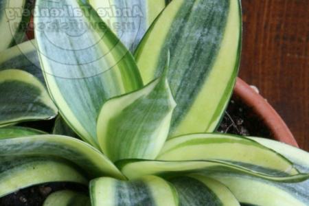 How to care for Eilensis snake plant - Complete Plant Care Guide |  PlantSnap - Plantsnap - Identify Plants, Trees, Mushrooms With An App