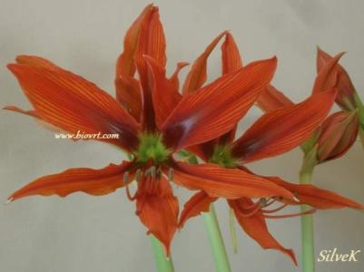 kunstpflanze magnolie Kunstpflanze Magnolie – 190 cm main image 0