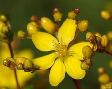 Heath-leaved st. john's-wort