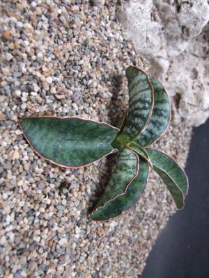 Snake plant - Plantsnap - Identify Plants, Trees, Mushrooms With An App
