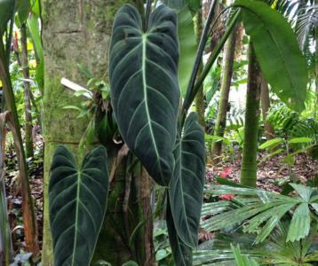 How to care for Elephant ear philodendron - Complete Plant Care Guide |  PlantSnap - Plantsnap - Identify Plants, Trees, Mushrooms With An App