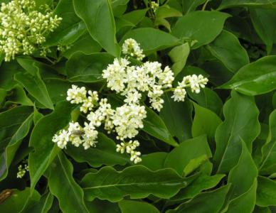 Komarow's lilac