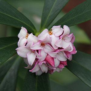 Winter daphne
