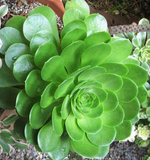 Tree aeonium