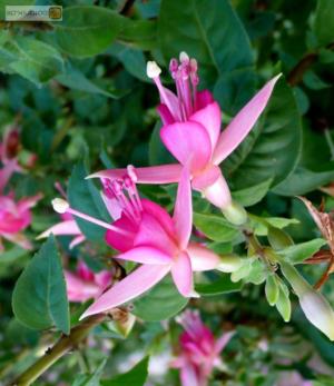Steyermark's fuchsia