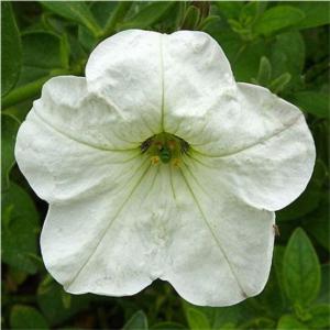 Petunia