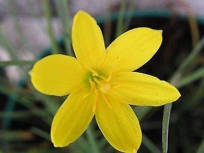 Rain lily