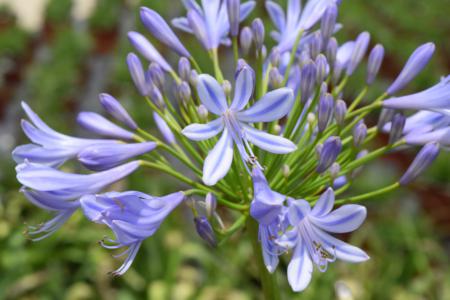 African lily