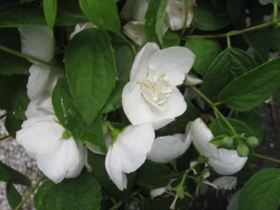 How to care for Littleleaf mock orange - Complete Plant Care Guide