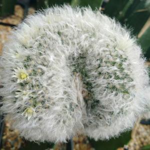 White woolly mammillaria - Plantsnap - Identify Plants, Trees, Mushrooms  With An App