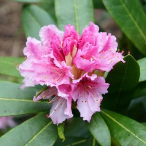 Pacific rhododendron