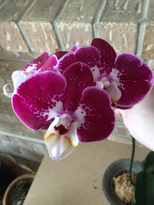 Moth orchid