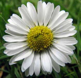 Common daisy