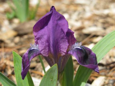 Dwarf iris