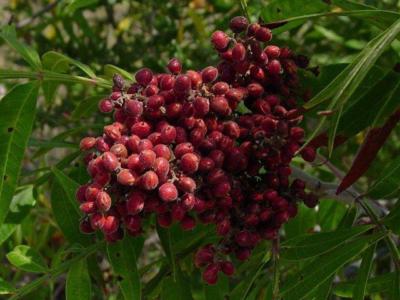 Flameleaf sumac
