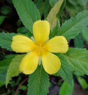 How to care for Damiana - Complete Plant Care Guide | PlantSnap - Plantsnap  - Identify Plants, Trees, Mushrooms With An App
