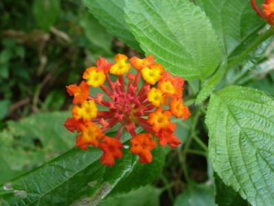 Shrub verbena