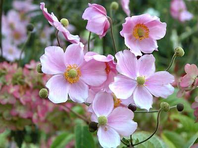 Japanese anemone