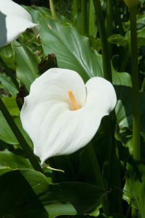 Calla lily