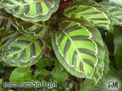 How to care for Bachem's calathea - Complete Plant Care Guide | PlantSnap -  Plantsnap - Identify Plants, Trees, Mushrooms With An App