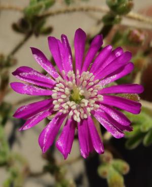 Rosea ice plant