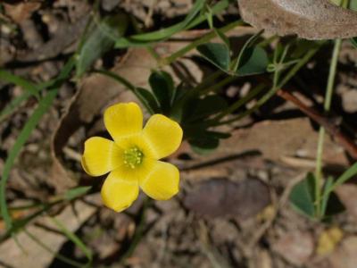 Yellow wood sorrel