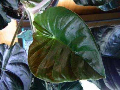 decora rubber plant Ficus Tineke Tree Form Single Stem, Variegated Elastica Rubber Tree Decora