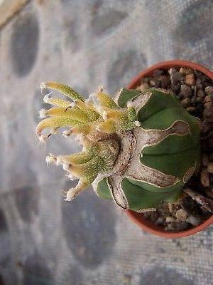 how to grow a bonsai tree from a seed Bonsai Tree