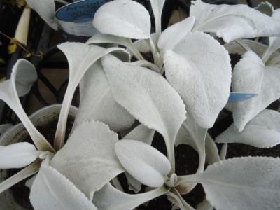 jade plant near me Pothos