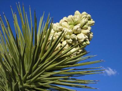 Joshua tree