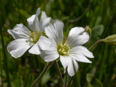 Field chickweed