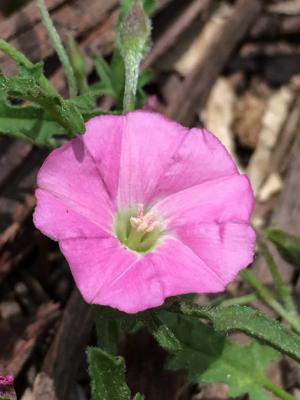 Blushing bindweed