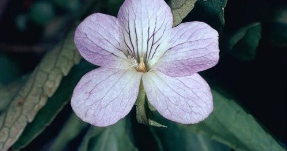 Tufted marsh violet