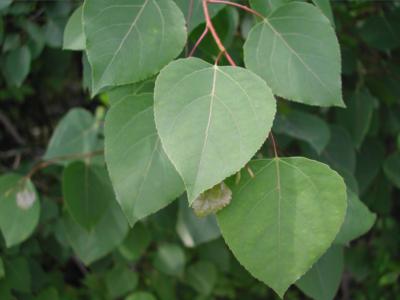 Quaking aspen