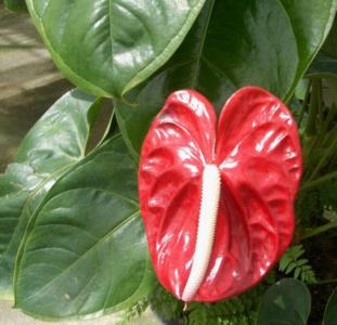 Finger anthurium - Plantsnap - Identify Plants, Trees, Mushrooms With An App