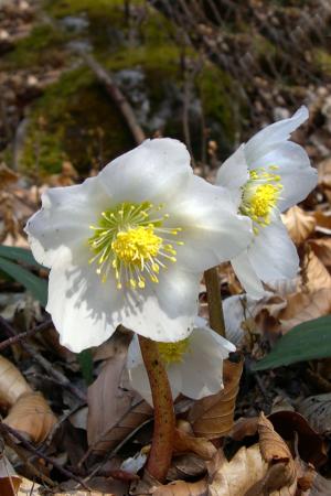 Christmas rose